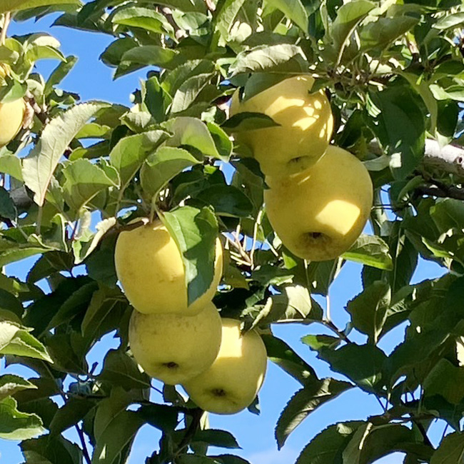 シナノゴールド