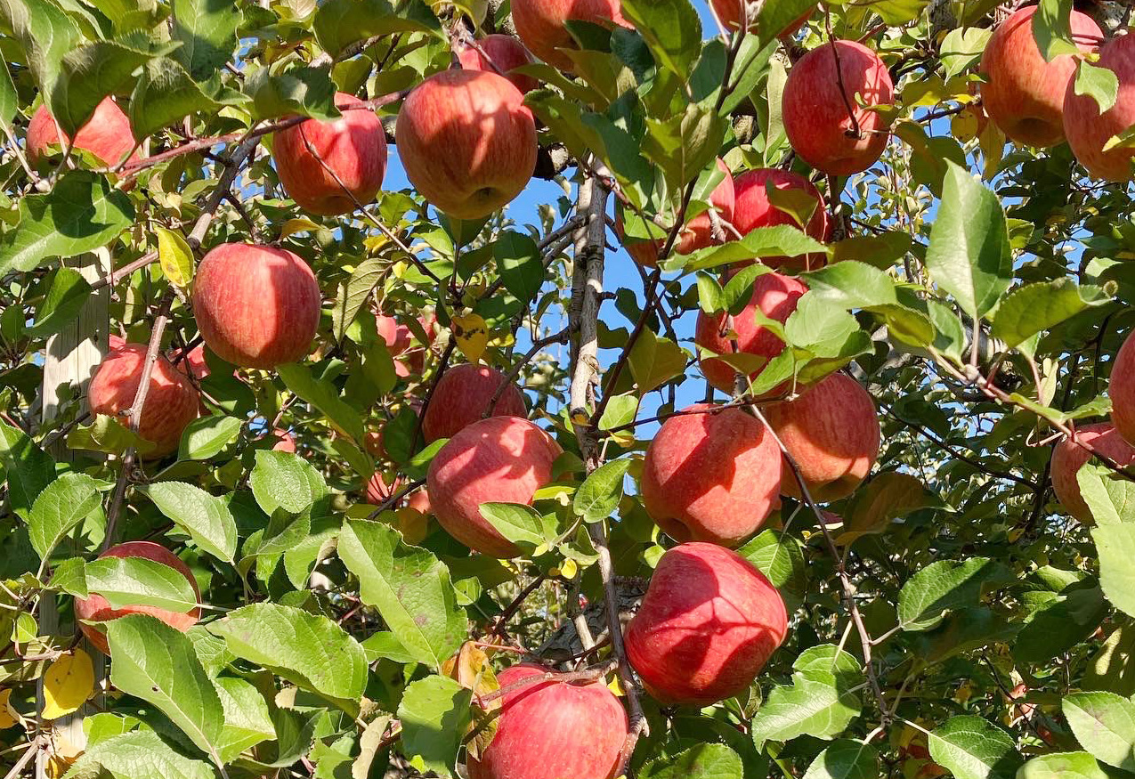 飯島農園からのお知らせ画像